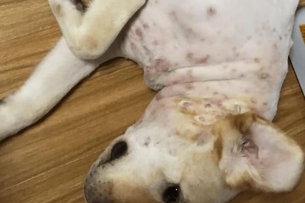 犬猫诺卡菌病怎么治疗，做手术及胸腔引流并长期使用抗生素和磺胺药物