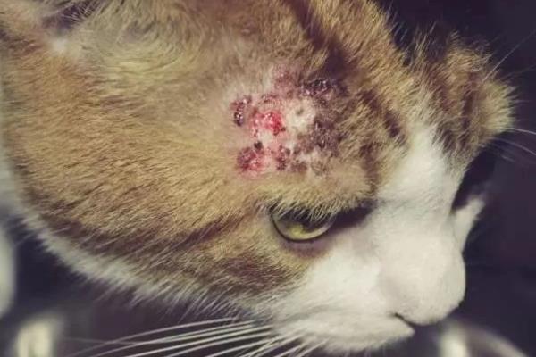 犬猫诺卡菌病怎么治疗，做手术及胸腔引流并长期使用抗生素和磺胺药物