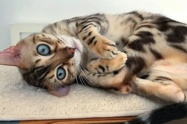 犬猫诺卡菌病怎么治疗，做手术及胸腔引流并长期使用抗生素和磺胺药物