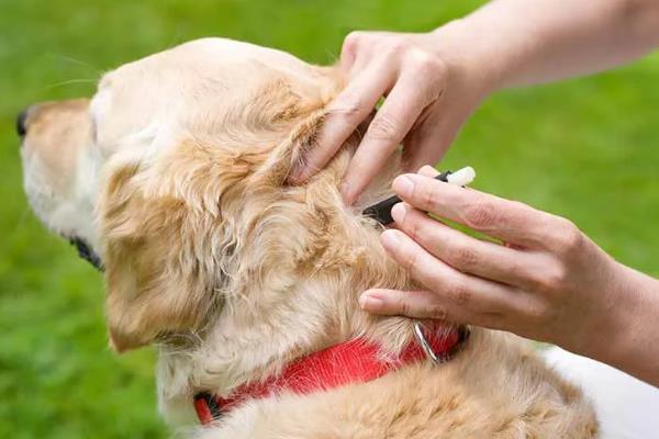 犬猫诺卡菌病怎么治疗，做手术及胸腔引流并长期使用抗生素和磺胺药物