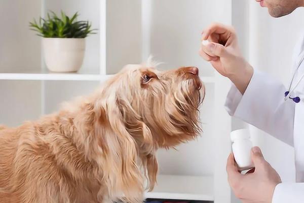 犬猫诺卡菌病怎么治疗，做手术及胸腔引流并长期使用抗生素和磺胺药物