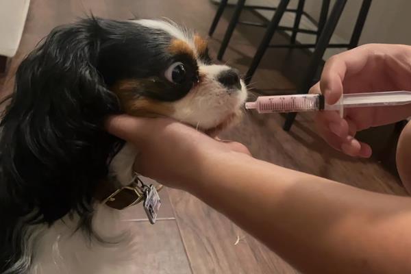 犬猫诺卡菌病怎么治疗，做手术及胸腔引流并长期使用抗生素和磺胺药物