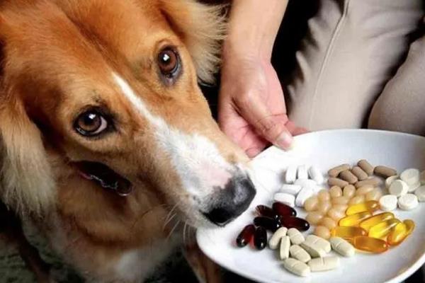 犬猫诺卡菌病怎么治疗，做手术及胸腔引流并长期使用抗生素和磺胺药物