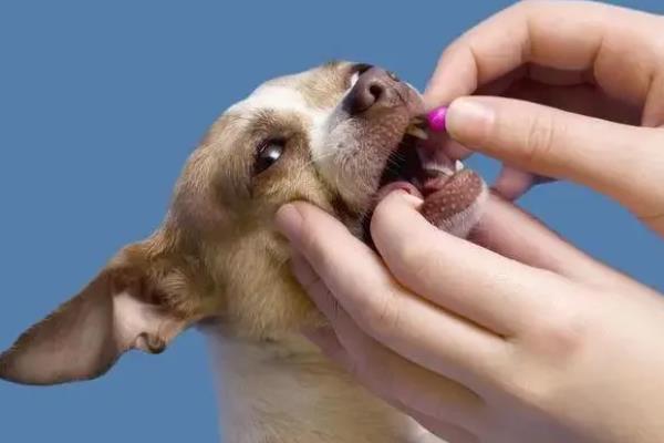 犬猫诺卡菌病怎么治疗，做手术及胸腔引流并长期使用抗生素和磺胺药物