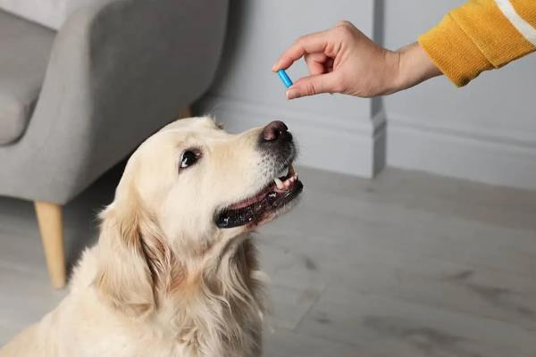 犬猫诺卡菌病怎么治疗，做手术及胸腔引流并长期使用抗生素和磺胺药物