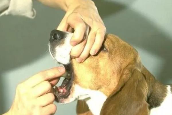 犬猫诺卡菌病怎么治疗，做手术及胸腔引流并长期使用抗生素和磺胺药物