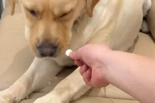 犬猫诺卡菌病怎么治疗，做手术及胸腔引流并长期使用抗生素和磺胺药物