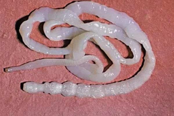 犬猫诺卡菌病怎么治疗，做手术及胸腔引流并长期使用抗生素和磺胺药物