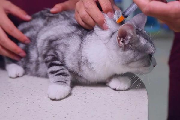 犬猫诺卡菌病怎么治疗，做手术及胸腔引流并长期使用抗生素和磺胺药物