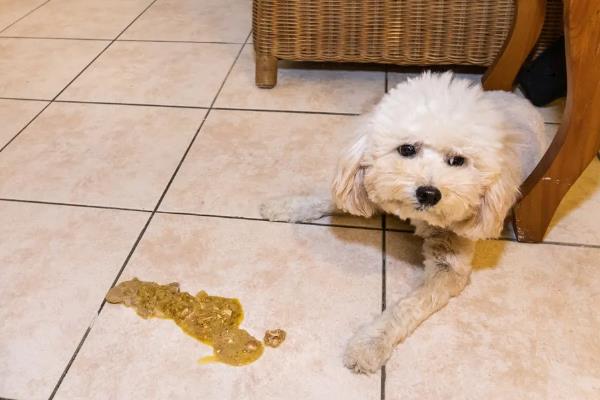 犬猫诺卡菌病怎么治疗，做手术及胸腔引流并长期使用抗生素和磺胺药物