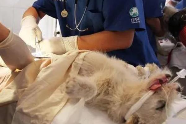 犬猫诺卡菌病怎么治疗，做手术及胸腔引流并长期使用抗生素和磺胺药物