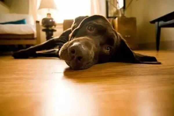 犬猫诺卡菌病怎么治疗，做手术及胸腔引流并长期使用抗生素和磺胺药物