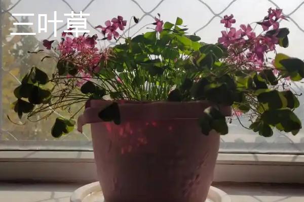 室内养哪些植物不生虫,推荐香菜、韭菜等
