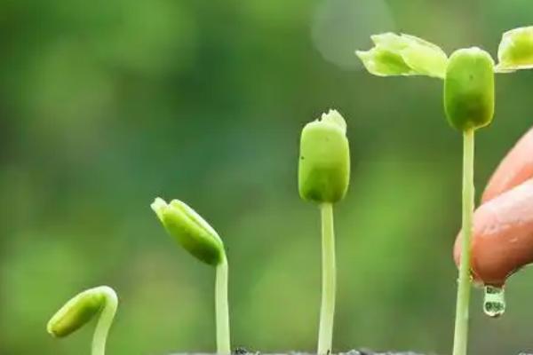 室内养哪些植物不生虫,推荐香菜、韭菜等