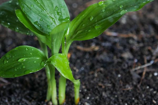 室内养哪些植物不生虫,推荐香菜、韭菜等