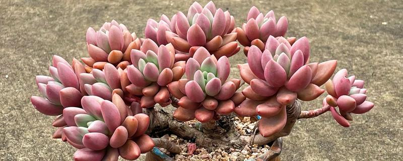 桃花源多肉的别称，具有粉红紫乐、紫悦等叫法