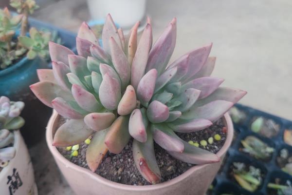 桃花源多肉的别称，具有粉红紫乐、紫悦等叫法
