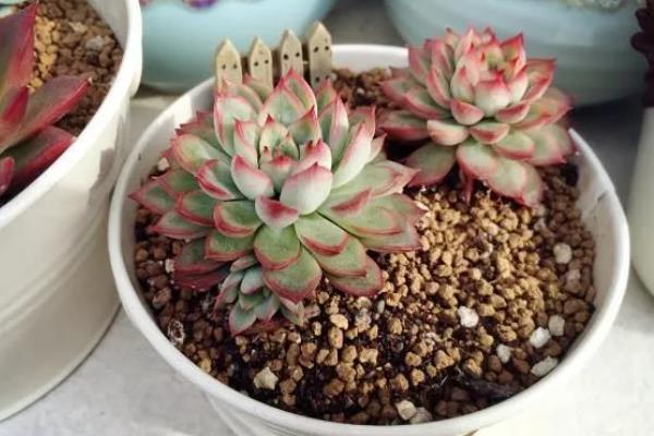 桃花源多肉的别称，具有粉红紫乐、紫悦等叫法