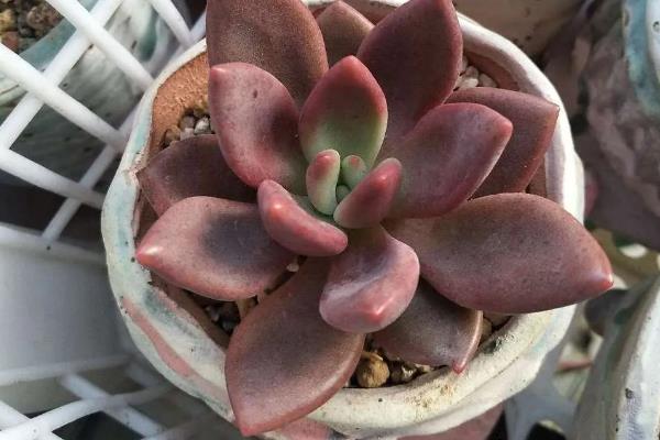 桃花源多肉的别称，具有粉红紫乐、紫悦等叫法