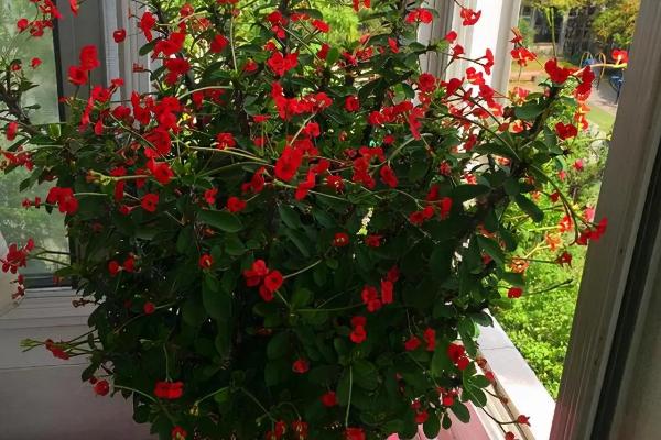 室内养哪些植物不生虫,推荐香菜、韭菜等