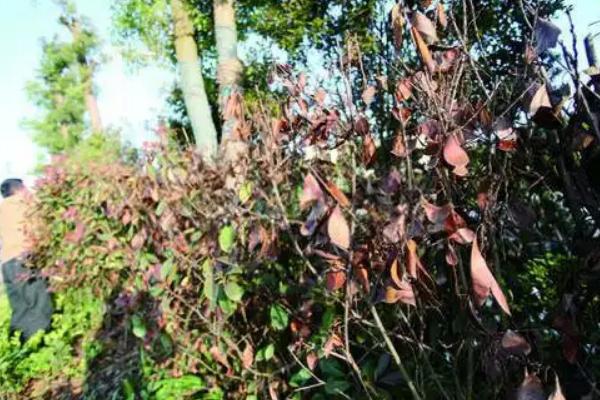 室内养哪些植物不生虫,推荐香菜、韭菜等