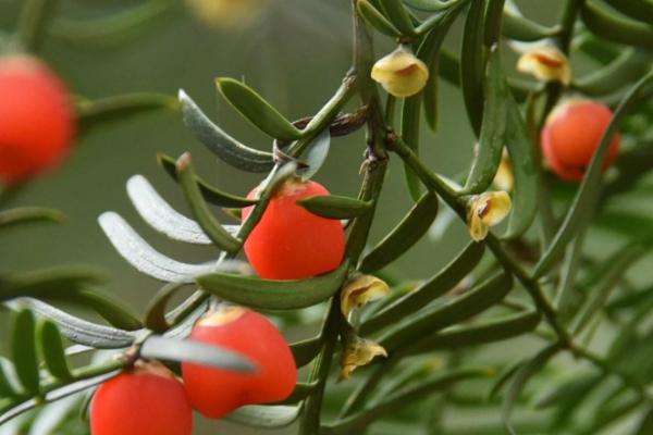 室内养哪些植物不生虫,推荐香菜、韭菜等