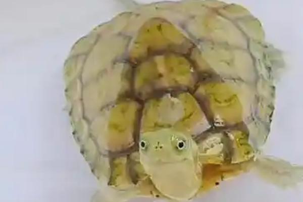 黄喉拟水龟和草龟可以一起养吗，二者可以一起养