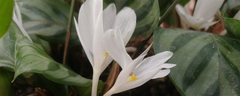 孔雀竹芋会不会开花，冬季开放且花期仅有1-2天