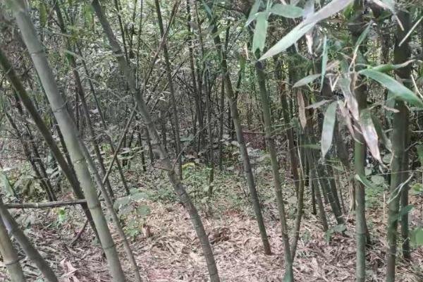 竹子冬天会冻死吗，竹子冬天不会冻死