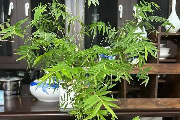 竹子冬天会冻死吗，竹子冬天不会冻死