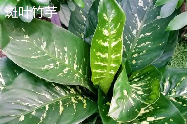 孔雀竹芋会不会开花，冬季开放且花期仅有1-2天