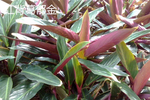 孔雀竹芋会不会开花，冬季开放且花期仅有1-2天