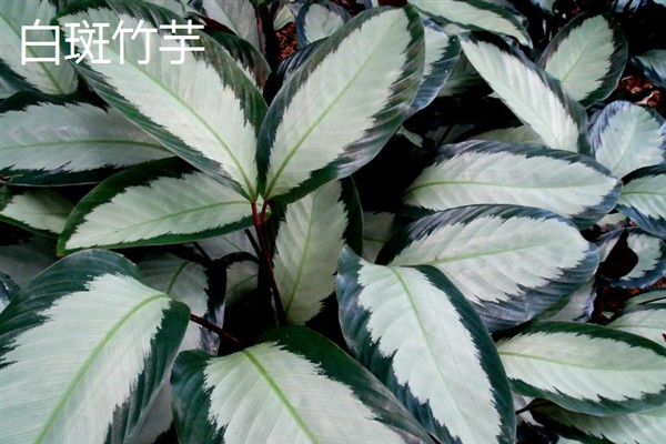 孔雀竹芋会不会开花，冬季开放且花期仅有1-2天