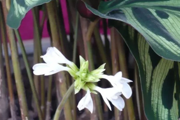 孔雀竹芋会不会开花，冬季开放且花期仅有1-2天