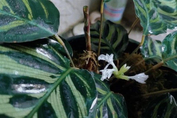 孔雀竹芋会不会开花，冬季开放且花期仅有1-2天