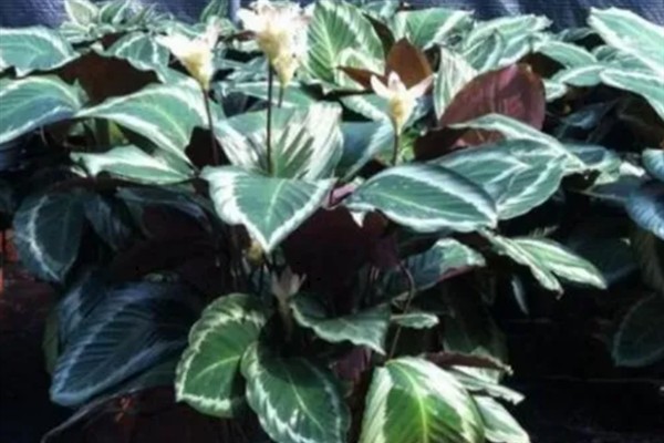 孔雀竹芋会不会开花，冬季开放且花期仅有1-2天