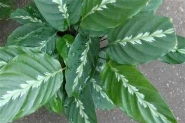 飞羽竹芋叶片发黄干枯如何解决,视情况采取换土、浇水、降温等措施