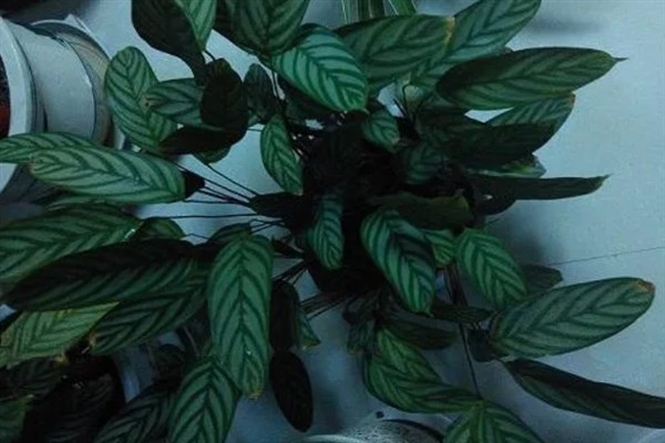 飞羽竹芋叶片发黄干枯如何解决,视情况采取换土、浇水、降温等措施