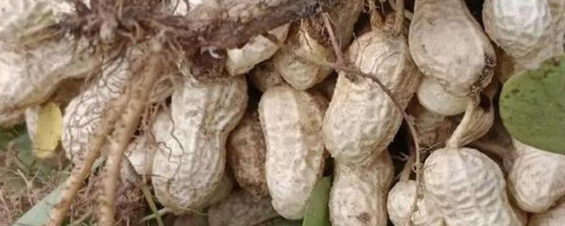花生红蜘蛛如何用药防治，喷施哒螨灵等药物具有治疗效果
