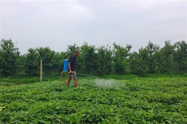 花生红蜘蛛如何用药防治，喷施哒螨灵等药物具有治疗效果