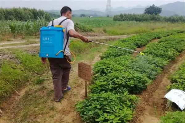 花生红蜘蛛如何用药防治，喷施哒螨灵等药物具有治疗效果
