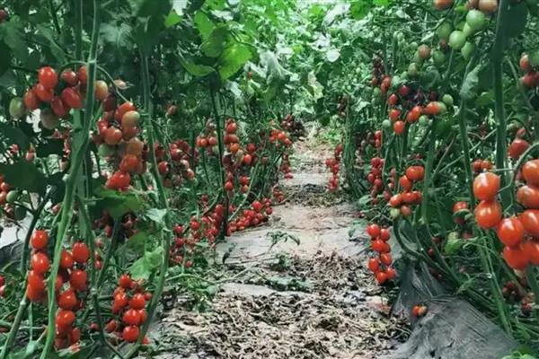 圣女果苗的价格，一株需要0.4-1.7元左右