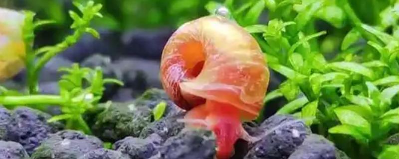 苹果螺产卵过多久能孵化，经过14天左右会孵出小螺