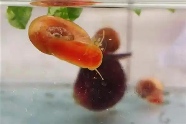 苹果螺产卵过多久能孵化，经过14天左右会孵出小螺