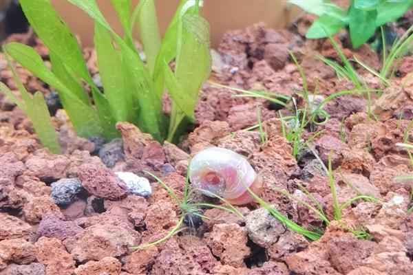 苹果螺产卵过多久能孵化，经过14天左右会孵出小螺