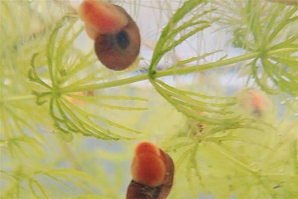 苹果螺产卵过多久能孵化，经过14天左右会孵出小螺