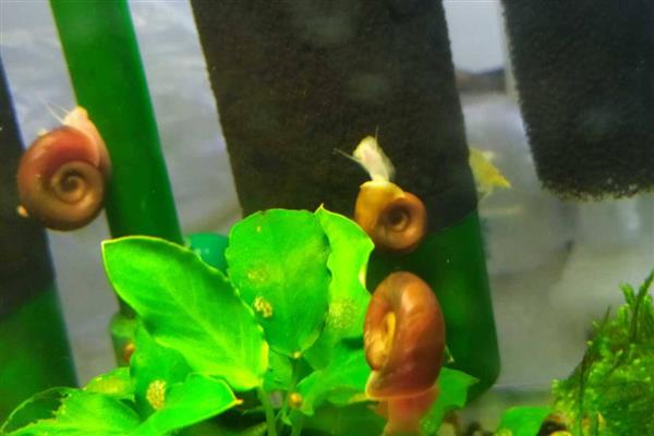 苹果螺产卵过多久能孵化，经过14天左右会孵出小螺