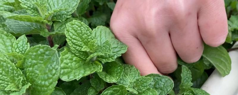 薄荷的采摘时间，一般在10月成熟