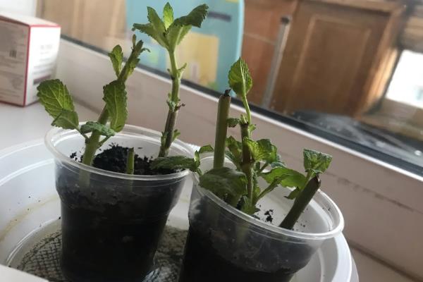 薄荷的采摘时间，一般在10月成熟