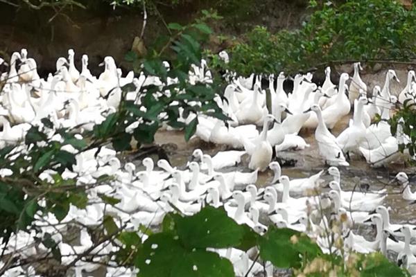 哪种鸭子呈白色，常见北京鸭、连城白鸭等品种